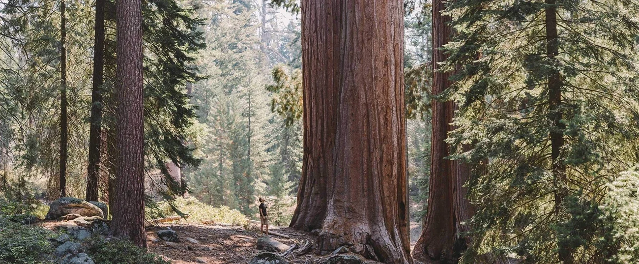 A hiker stands next to giant redwood trees in a dense forest.