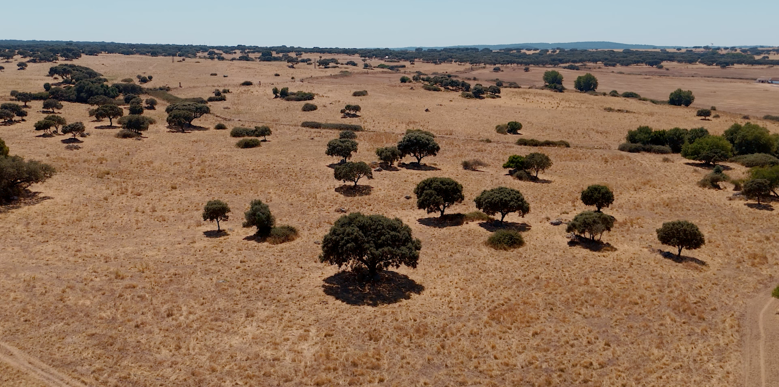 A dry, open landscape with sparse green trees and bushes, gentle rolling hills, and a dirt path on the right side, under a clear blue sky.