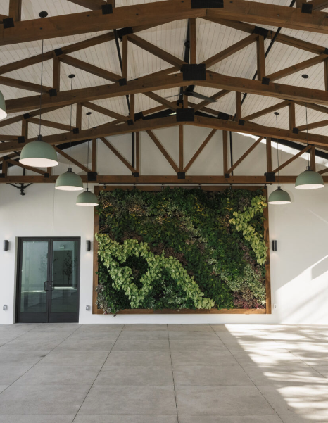Indoor space with a large green plant wall, wooden ceiling beams, white walls, and hanging white lamps.