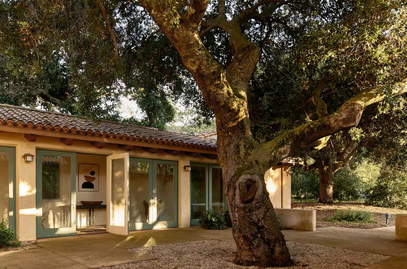 A large, gnarled tree in front of a modern house with open glass doors and a tiled roof, surrounded by a landscaped yard with some bushes and trees in the background.