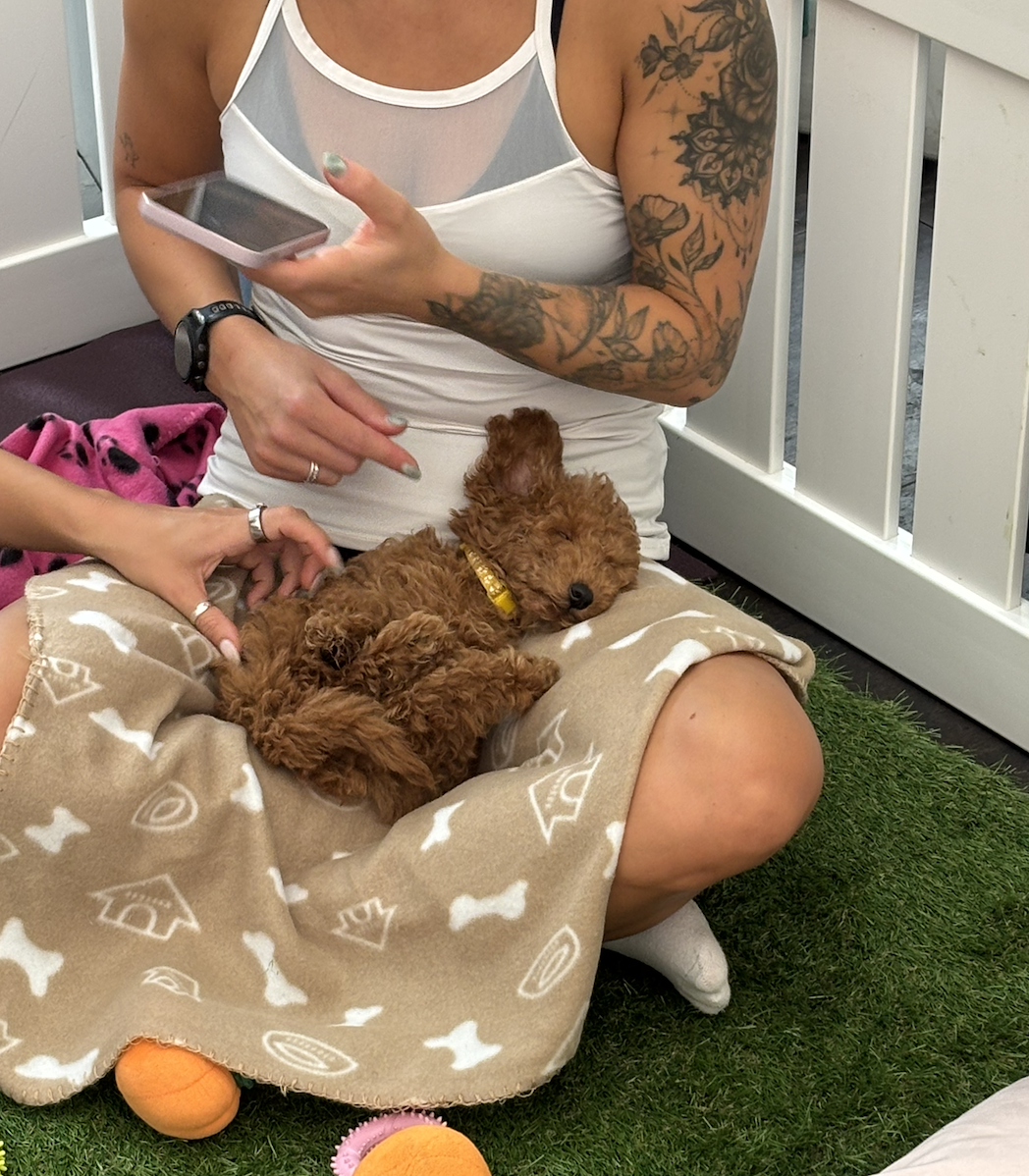 A woman with tattoos on her arms sitting on the ground with a small, sleeping brown puppy on her lap. She is wearing a white tank top with a sheer panel and beige shorts with dog bone prints. Someone is touching the puppy, and she is holding a smartphone in her hand. There are some toys on the grass nearby.