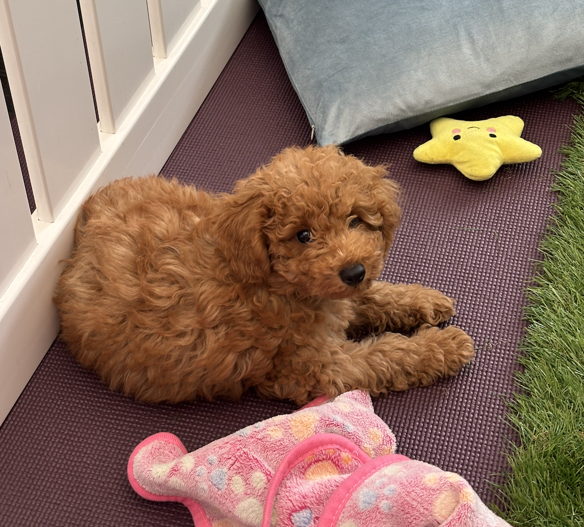 A adorable curly-haired brown puppy lying on a porch next to a pink towel, with a yellow star-shaped plush toy nearby, and a gray pillow beside a patch of grass.