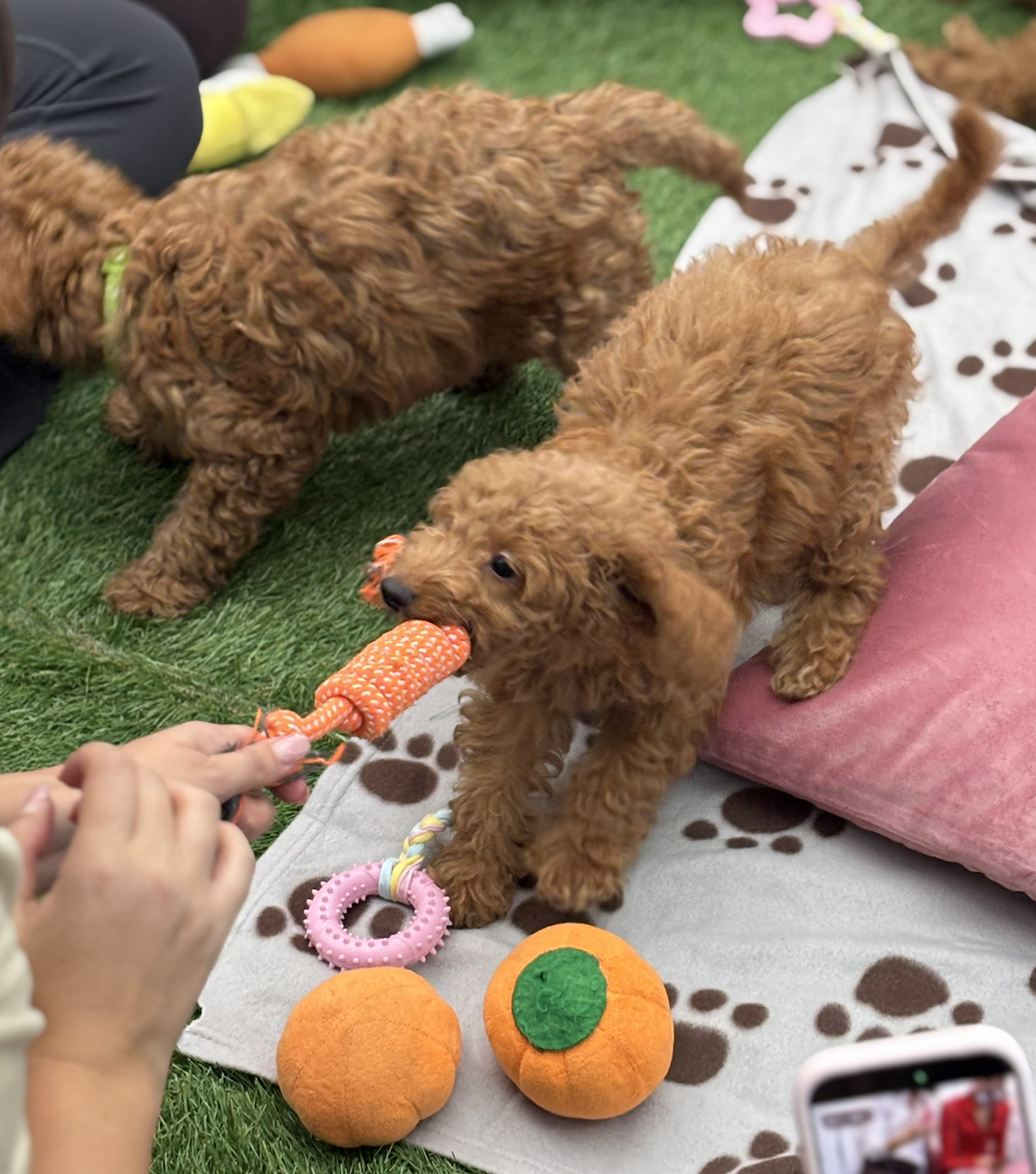 Two adorable brown poodle puppies playing with a rope toy on a grassy and blanket surface, surrounded by plush pumpkins and toys, with a person taking a photo of them.