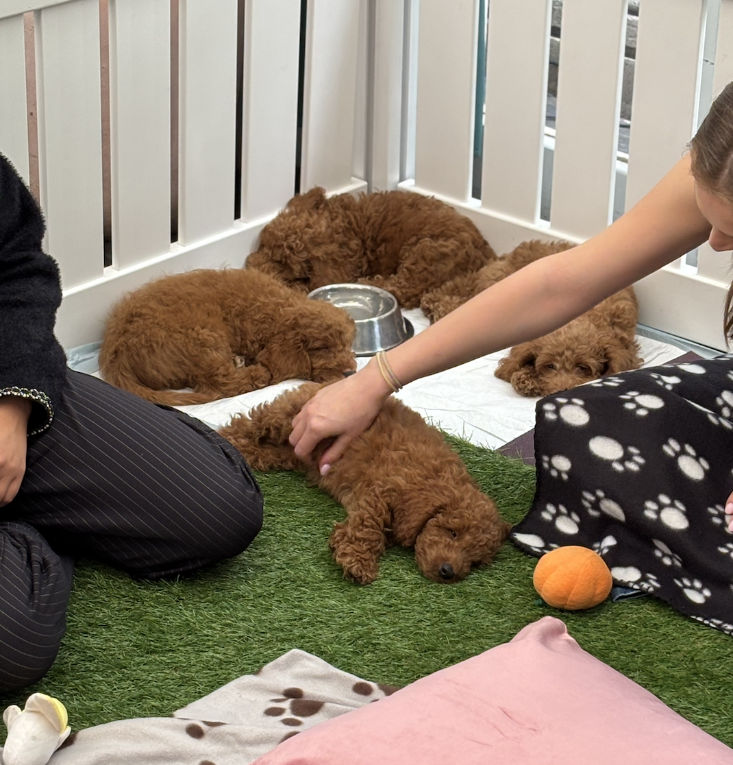 Group of small, brown, curly-haired puppies resting inside a white pen on a grassy surface with a metal water bowl and an orange toy