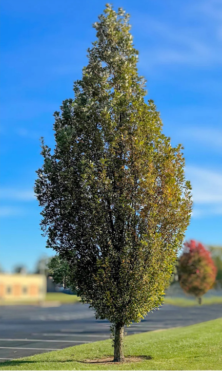 Single tall deciduous tree with green leaves on a grassy area against a bright blue sky.