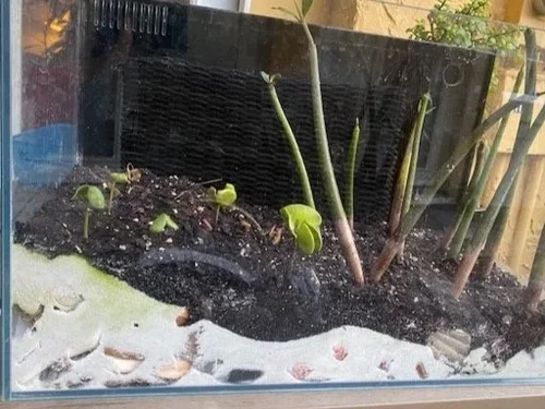 Young mangroves growing in their original aquarium.