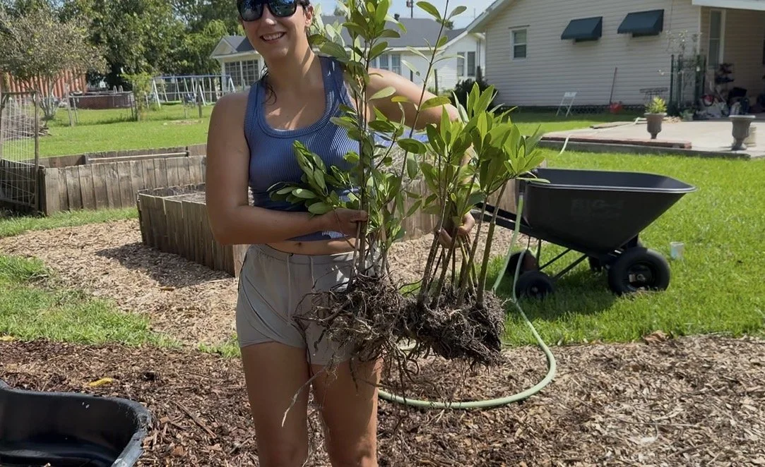 Siarah holding mangroves with exposed roots beside the backyard pond during transplanting.