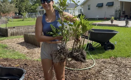 Holding the mangroves and their roots before transplanting.