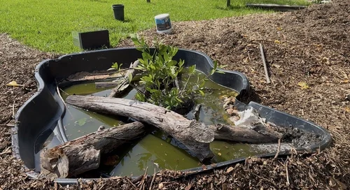Mangroves planted in the backyard pond among logs and branches.