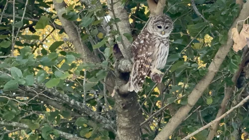 A barred owl perched in the branches above the pond.