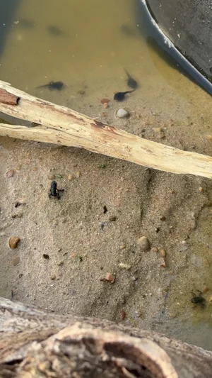 Tadpoles in shallow pond water and a tiny toadlet on the sandy edge.