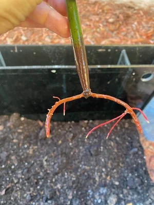 Close-up of vivid pink and orange roots on a mangrove propagule.