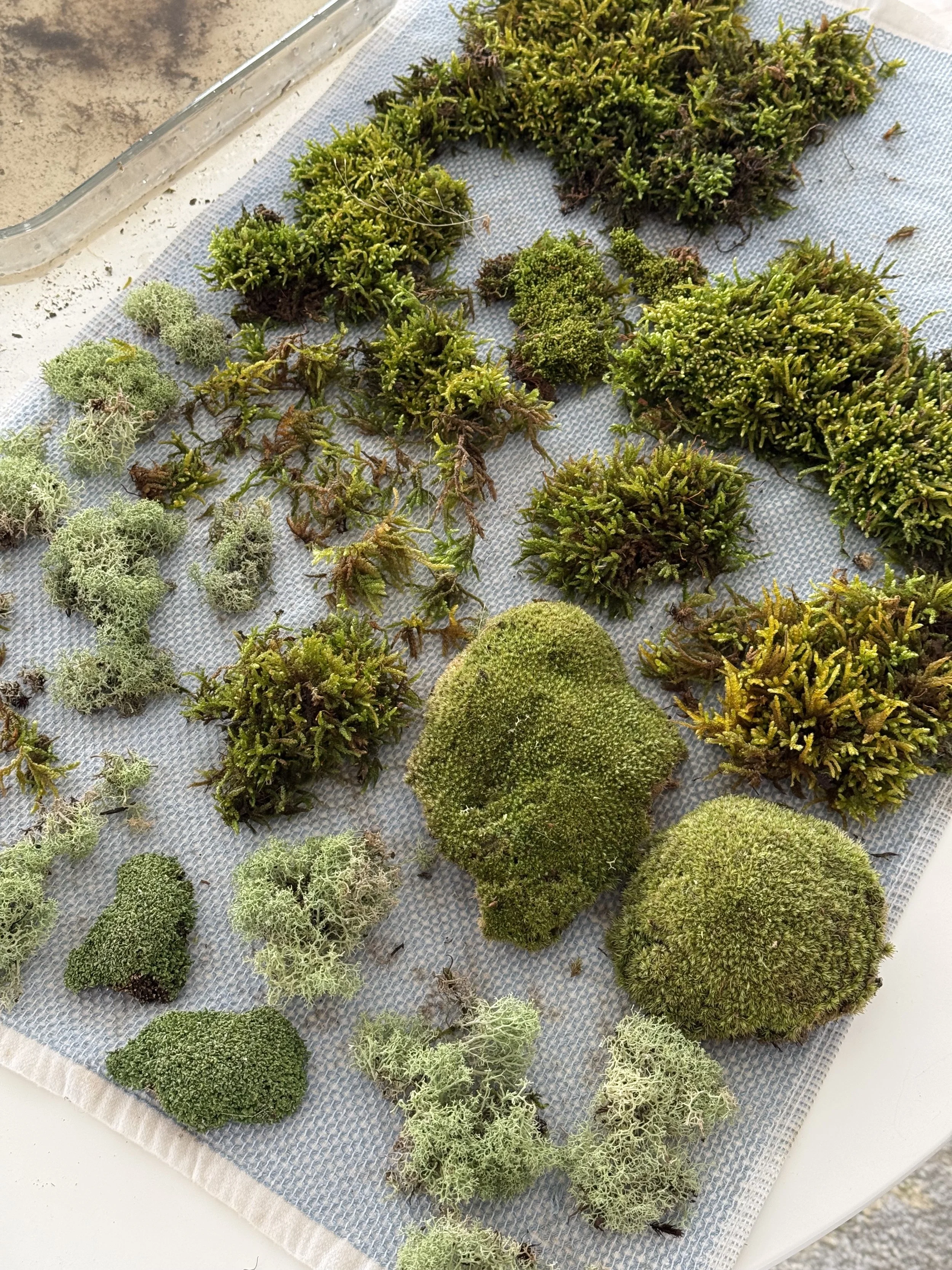 Small pieces of green moss and pale lichens gathered on a work surface.