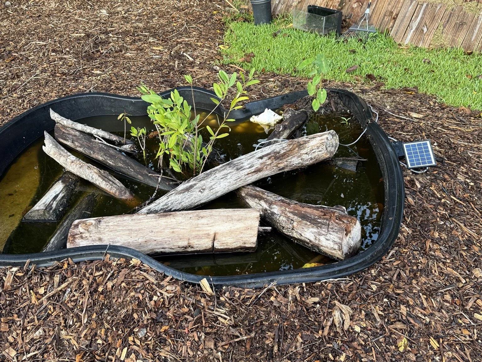 Mangroves growing in our backyard pond