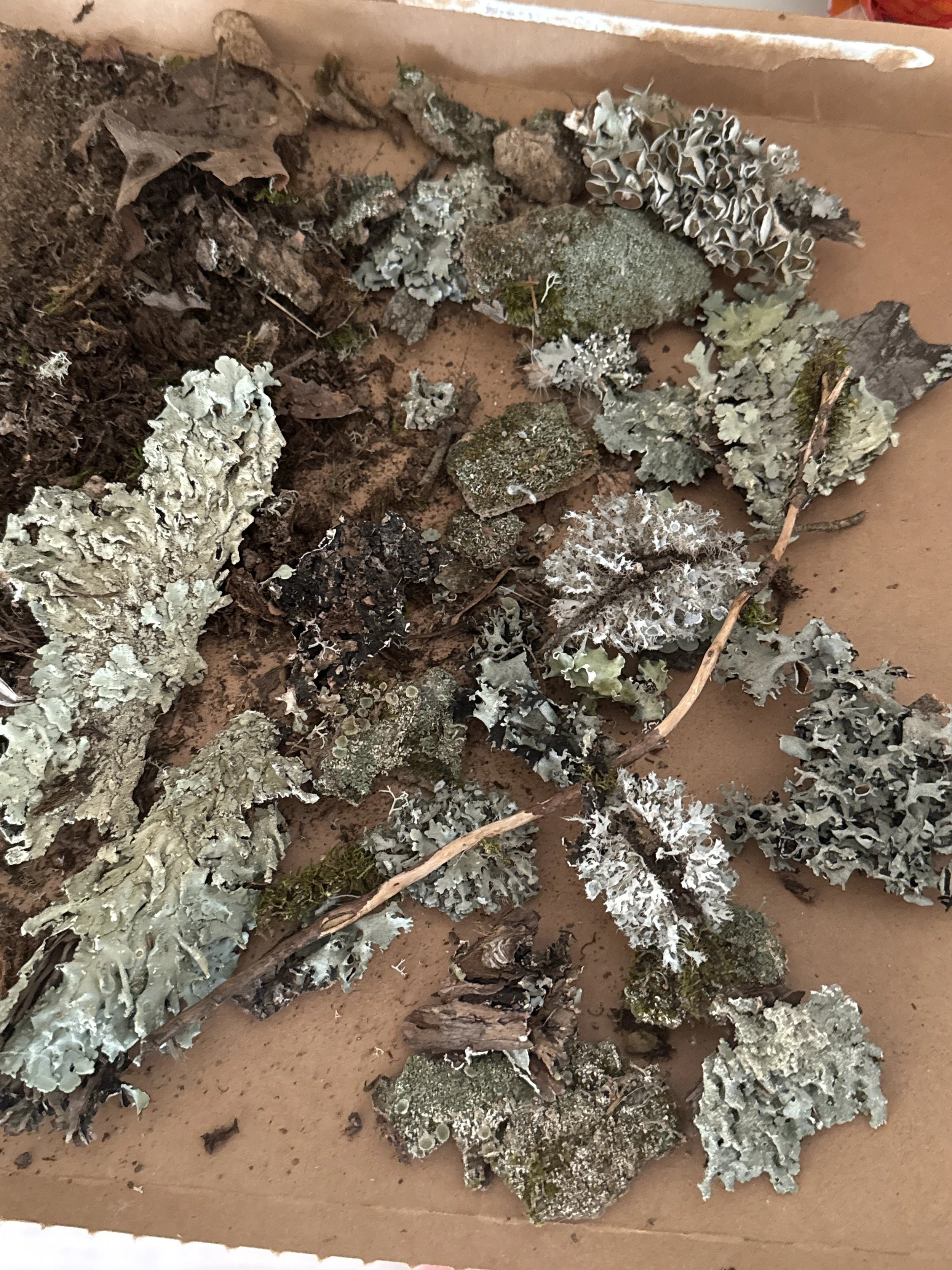 Gathered lichens and pieces of bark arranged in a tray.