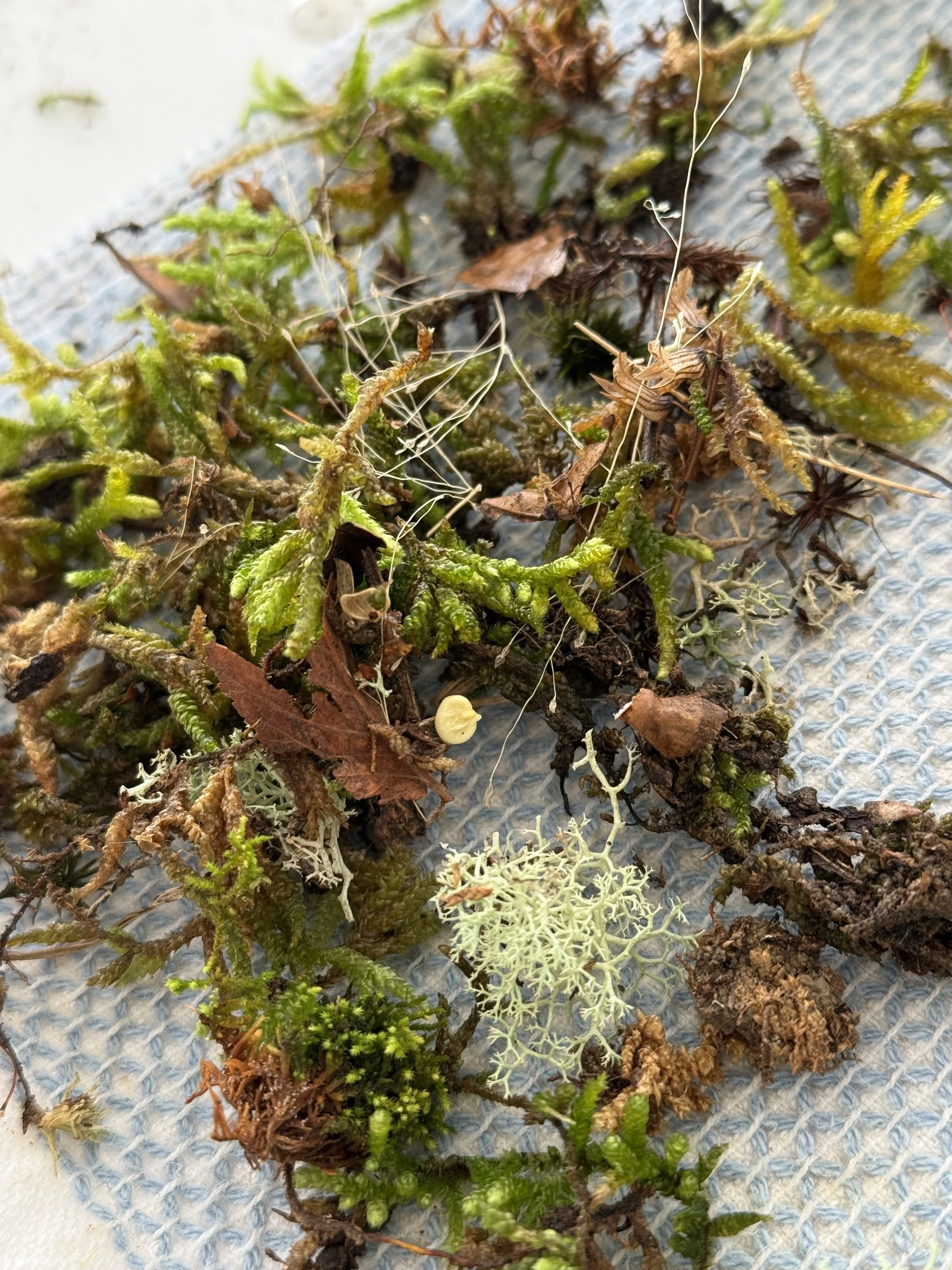A close detail of gathered moss, leaves, and lichens on a work cloth.