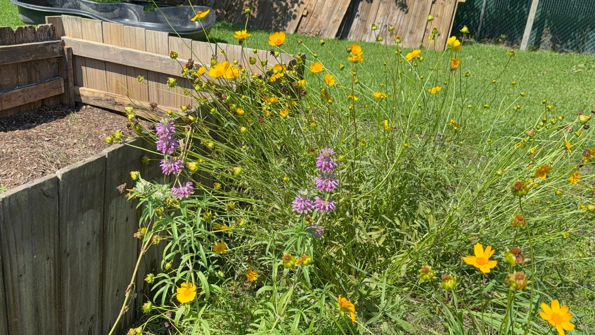 Yellow and purple flowers growing beside a raised garden bed.