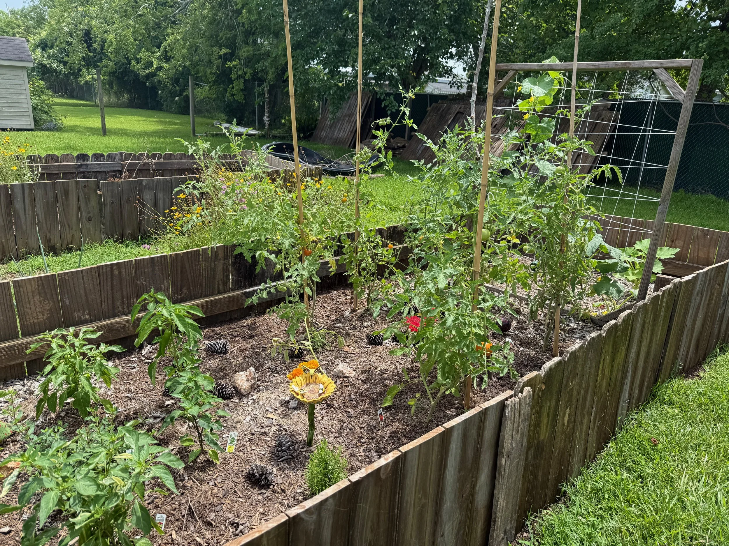 Vegetables growing in a wooden raised bed with stakes and a trellis.