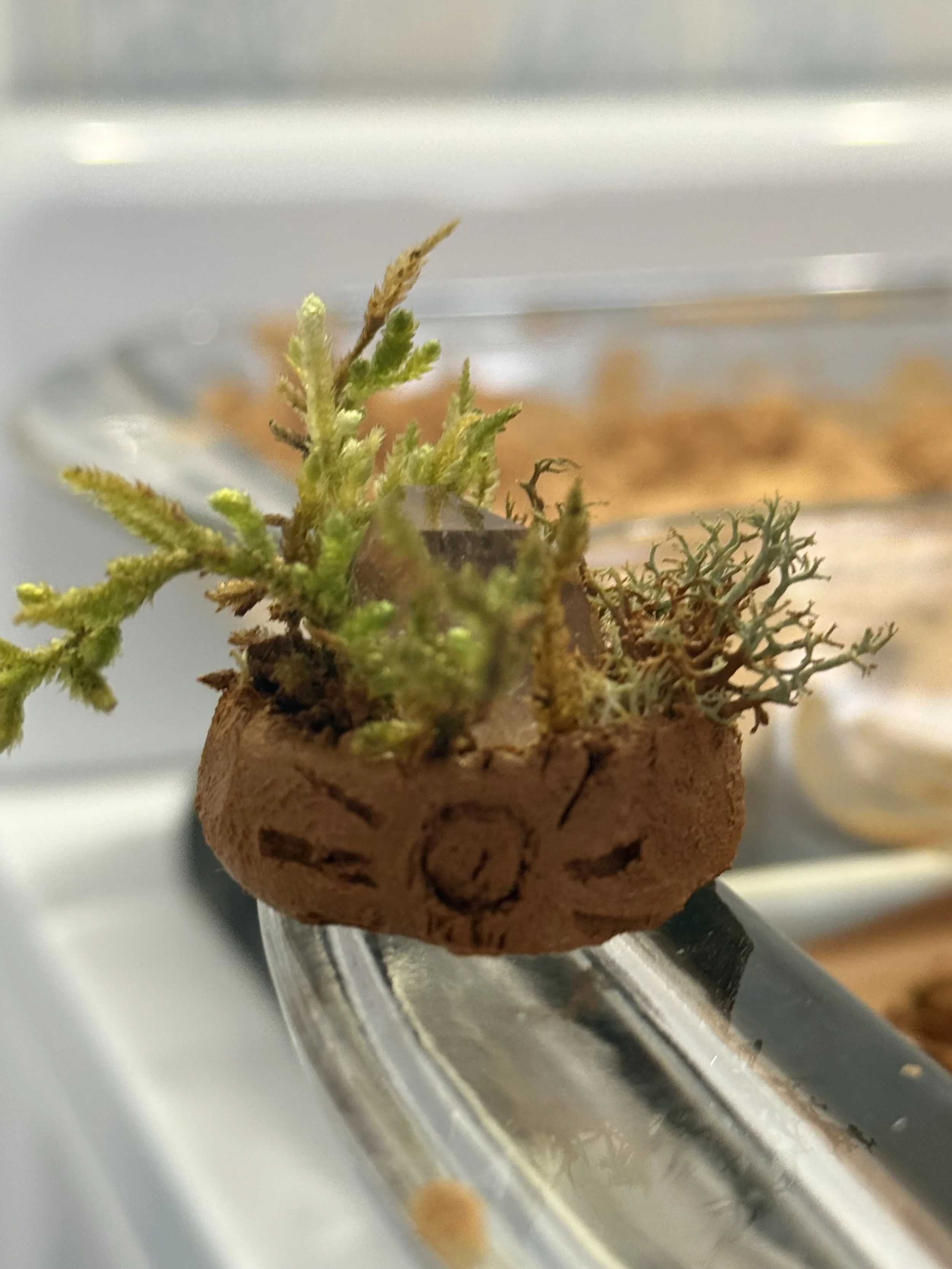A small handmade clay creation filled with moss and natural materials.