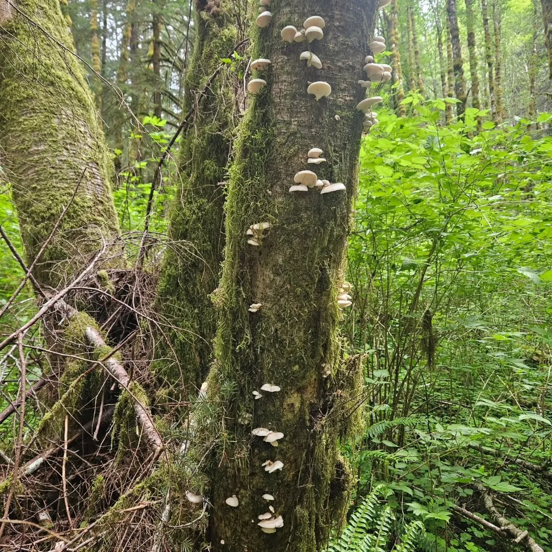 It was my last spring foraging class on May 23rd and boy, did we hit the mother load for oysters!

#mushrooms #foraging #portlandoregon
