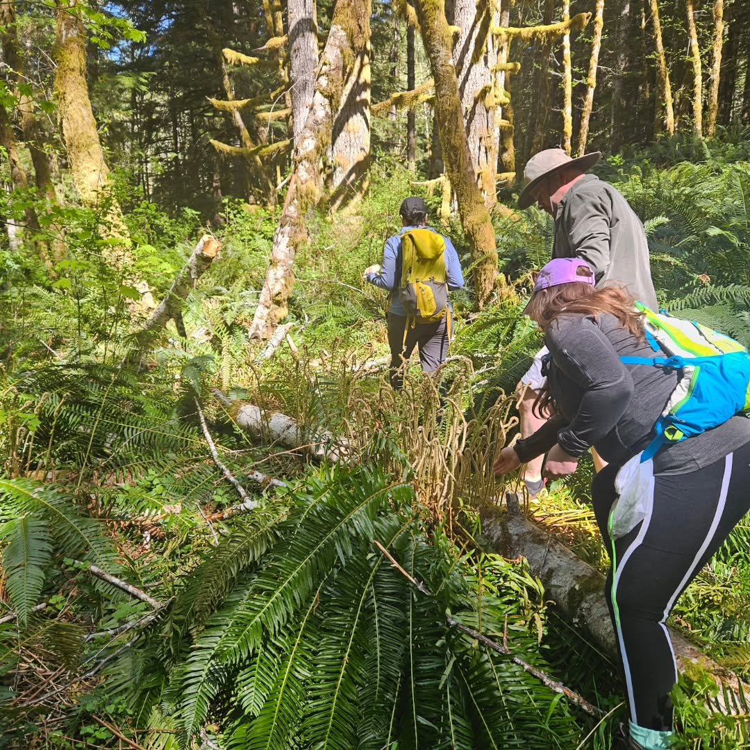 It was a large group on May 3rd for our foraging tour, but there were plenty of oyster mushrooms to go around! Some folks left with a pound or more! 🍄

#mushrooms #foraging #portlandoregon