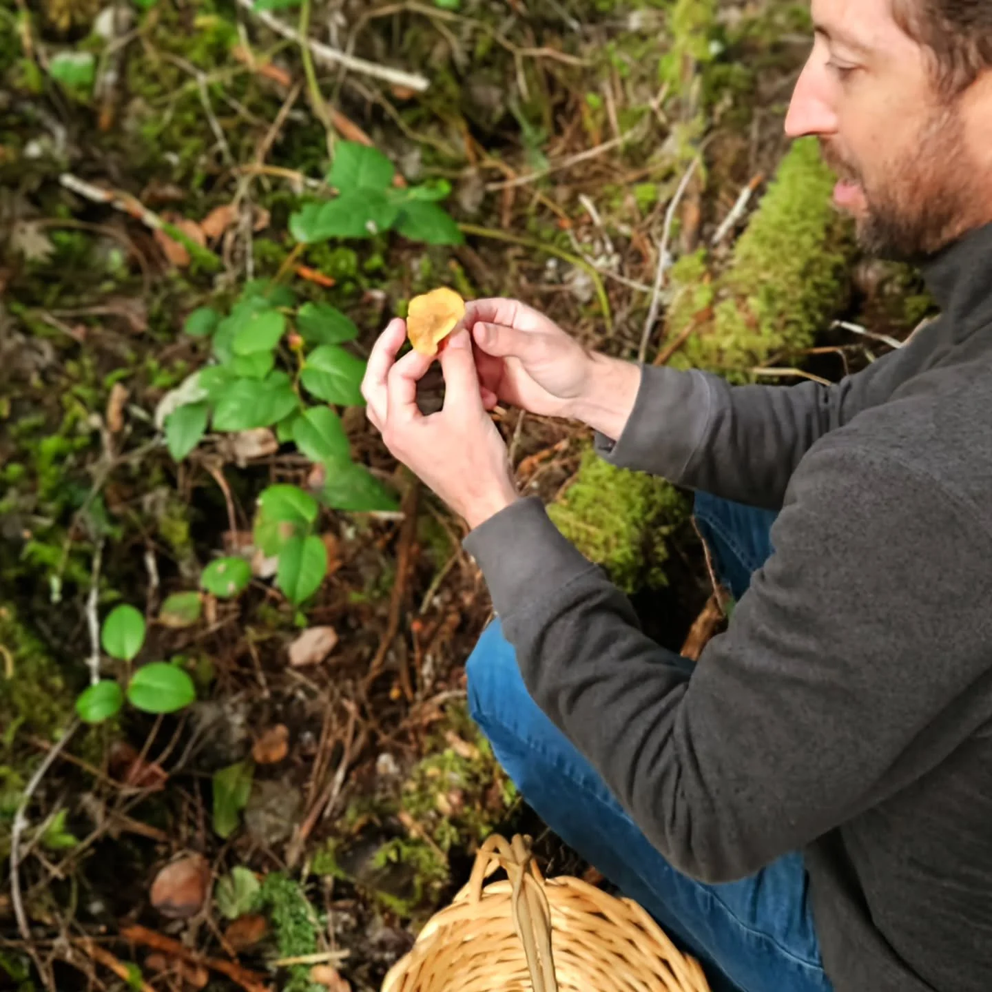 New to mushrooms and never been foraging before? That's okay! Book a guided tour, be like Steve, and find  winter chanterelles on your first go!

#portlandoregon #foraging #outdoorslife #mushrooms #chanterelles