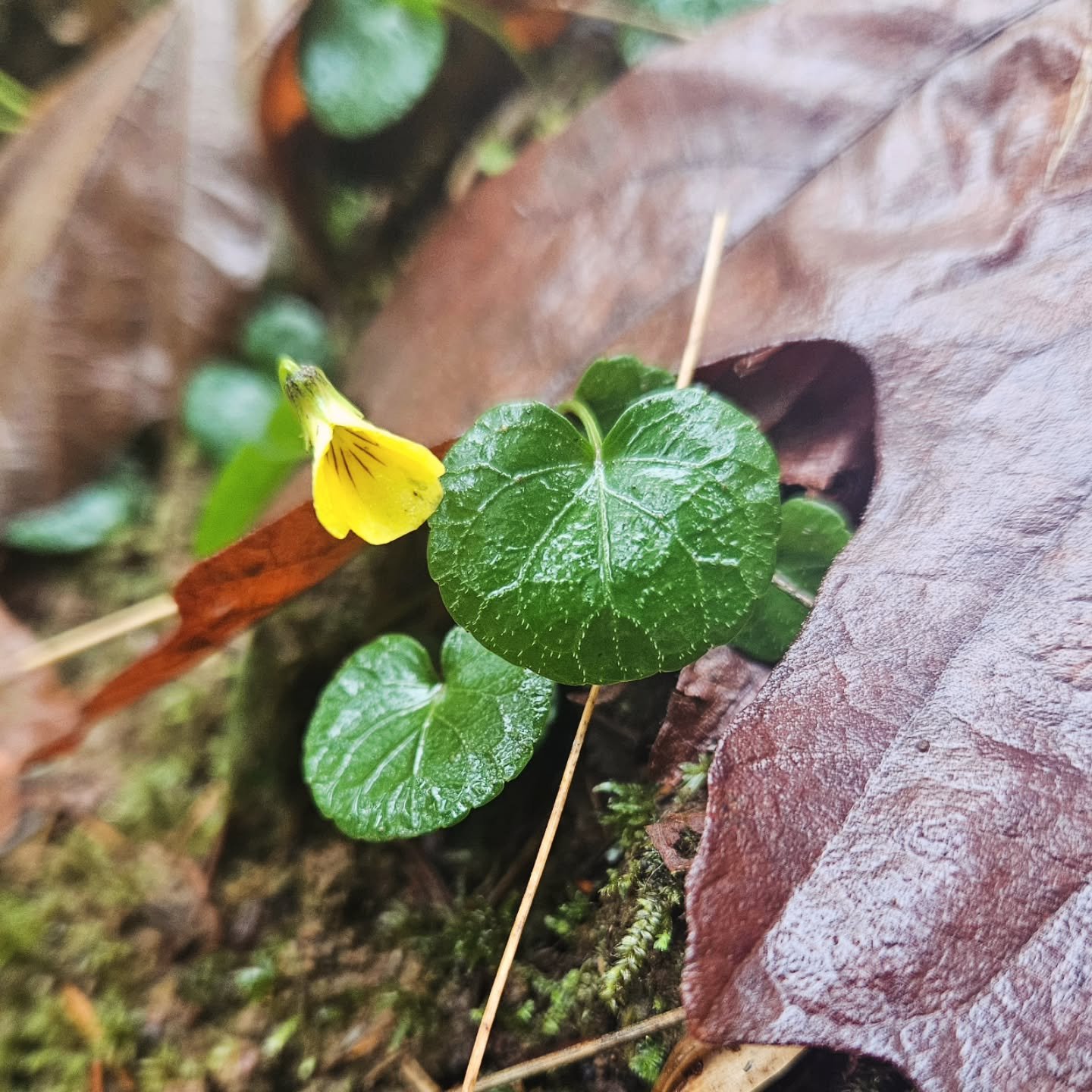 With a mild winter comes a rampant spring! Book a private foraging hike with me and learn what edible and medicinal plants are starting to sprout! 

Email for inquiries: forestguide.sarah@gmail.com 

#pnw #portlandoregon #wildportland #foraging #outd