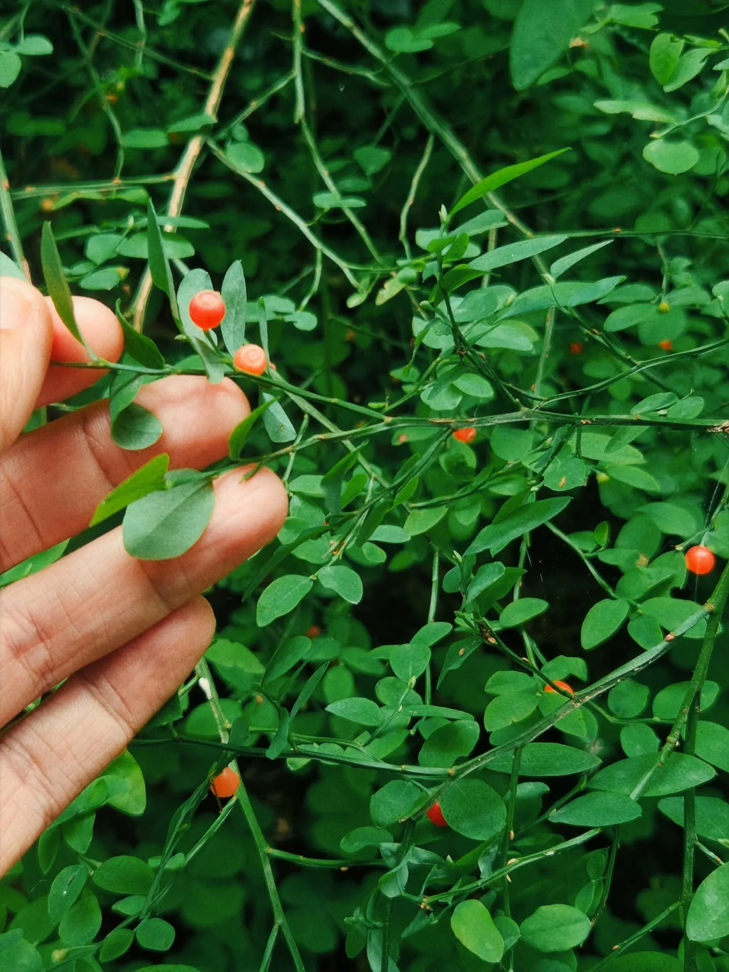 It's peak berry season for our natives!

1) Red Huckleberry
2) Red Flowering Currant
3) Oregon Grape
4) Salal
5) Thimbleberry 
6) Black Raspberry
7) California Blackberry