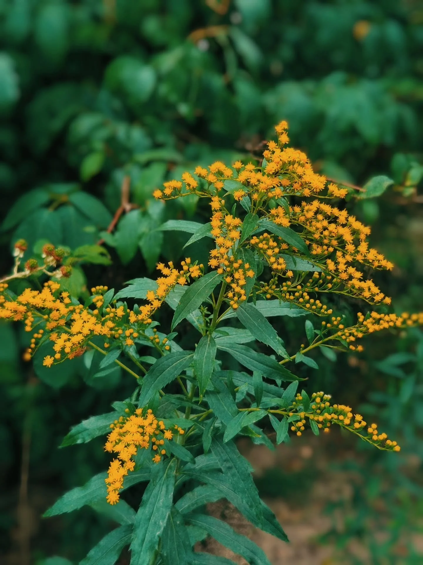 With these heat waves, giant goldenrod is already in bloom! 

Goldenrod is an anti-flammatory, diuretic and astringent medicine used to soothe urinary tract infections and relieve sinus congestion with its drying abilities!

#portlandoregon
#foraging