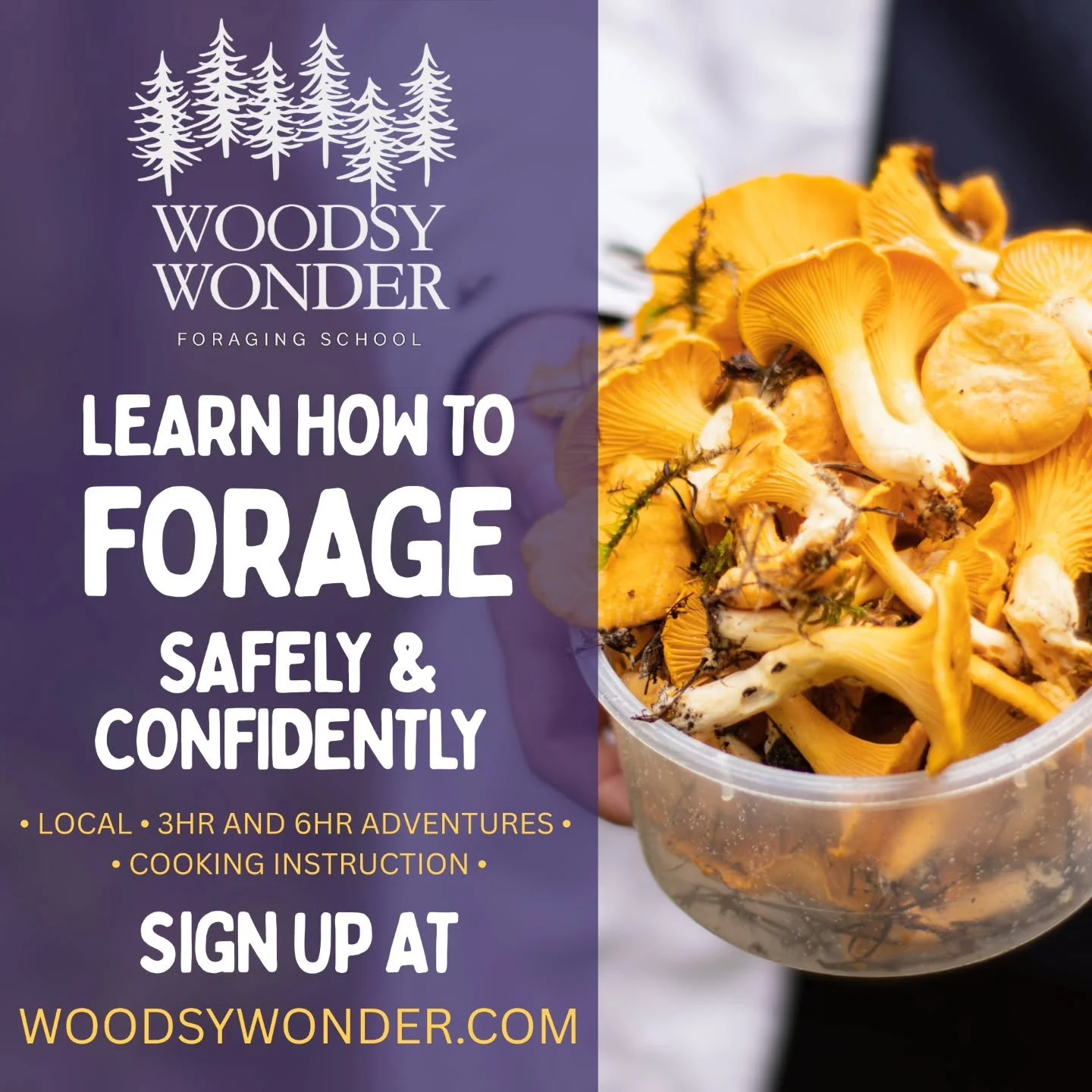 October &amp; November classes are now LIVE. Sign up today at www.woodsywonder.com ! 

I am offering 2-hour and 6-hour expeditions that include hands-on foraging, forest science, taste testing and even cooking! If you have any questions, drop a comme