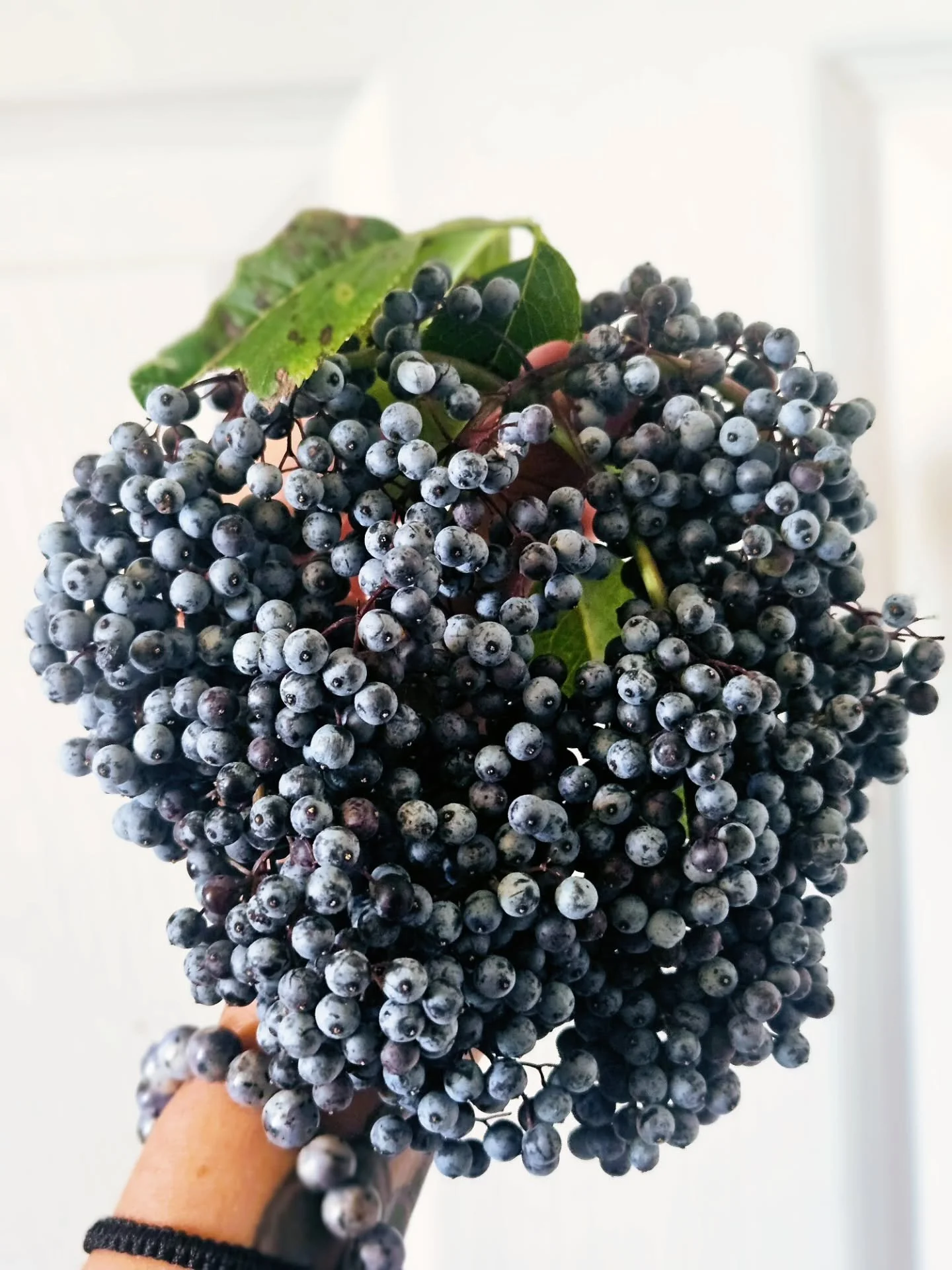 This is our annual reminder that elderberry (Sambucus cerulea) is native to Oregon. You can find it near water ways in full sun and alongside road ways from seed dispersal. There is no need to purchase mystery dried and aged elderberry from faraway p