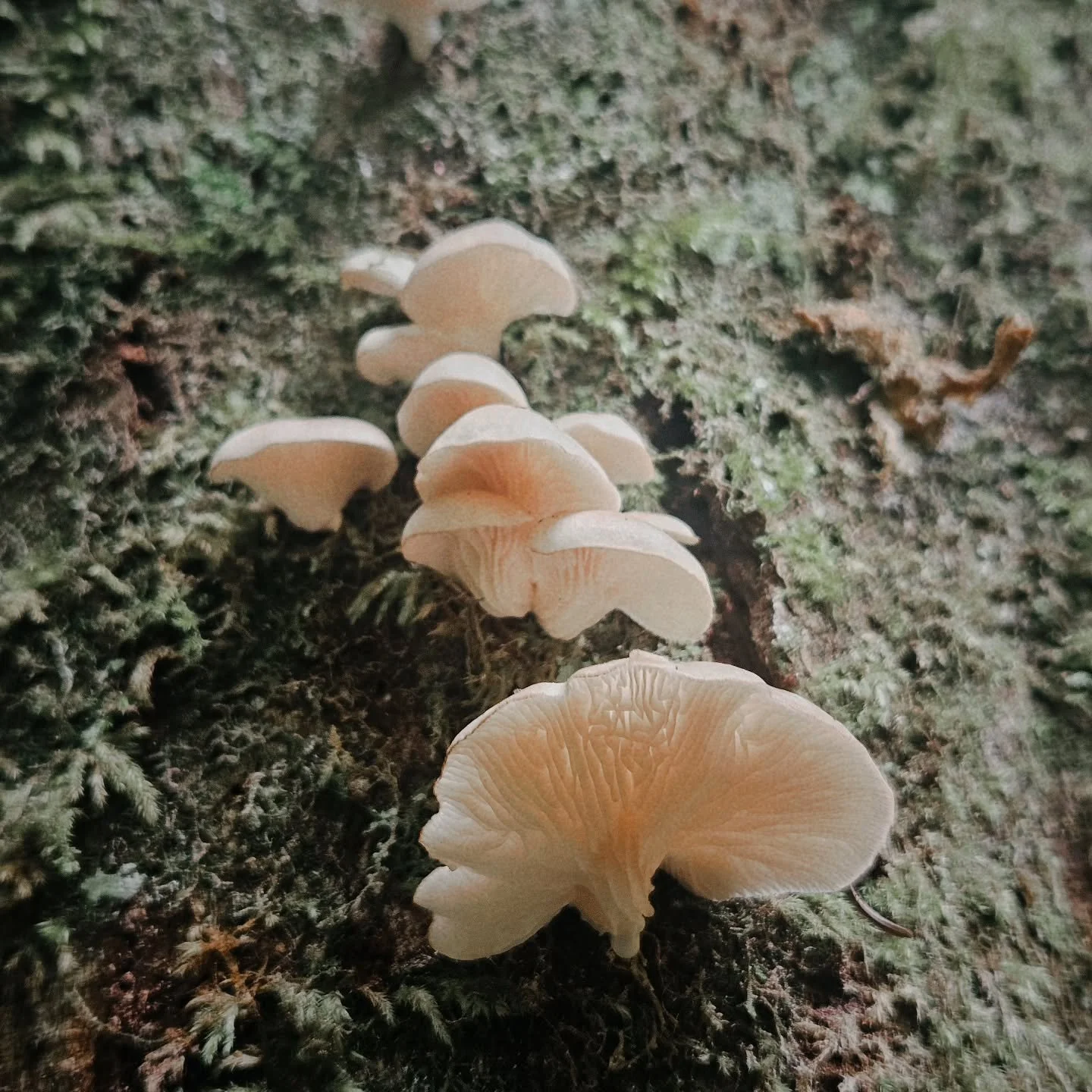 It may be dry in the Portland area, but oysters are still popping off along the coast. Have you had any luck foraging the coast this summer? 

#oregoncoast #foraging #mushrooms #portlandoregon #oystermushrooms