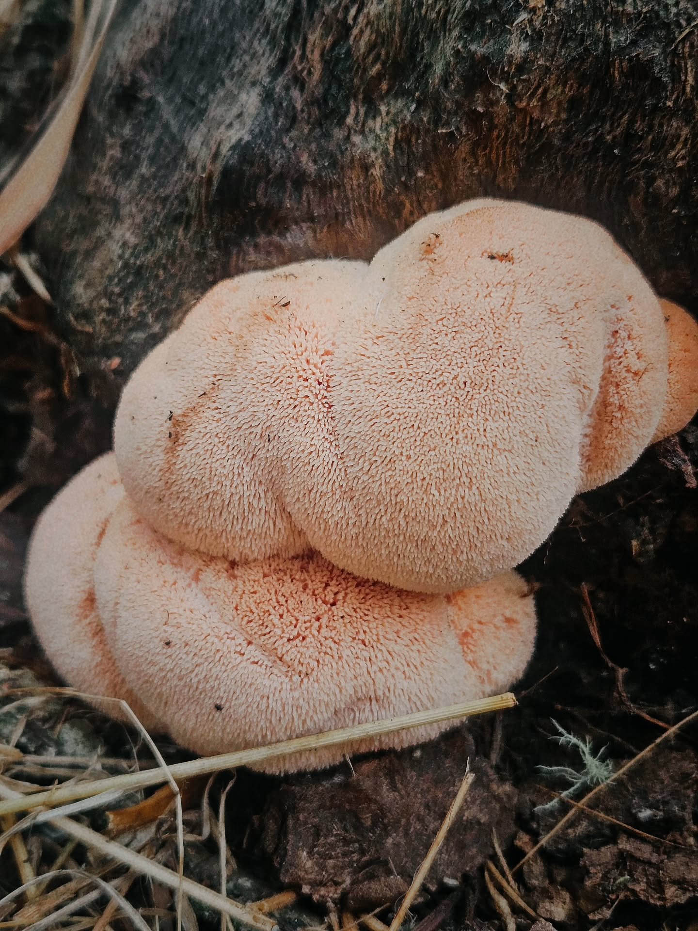 A few months early, I was not expecting to see this baby yesterday! Any guesses what this young growth is?

Hints: Growing on hardwood and is getting a little more toothy everyday!

#mushrooms #mushroomhunting #foraging #portlandoregon