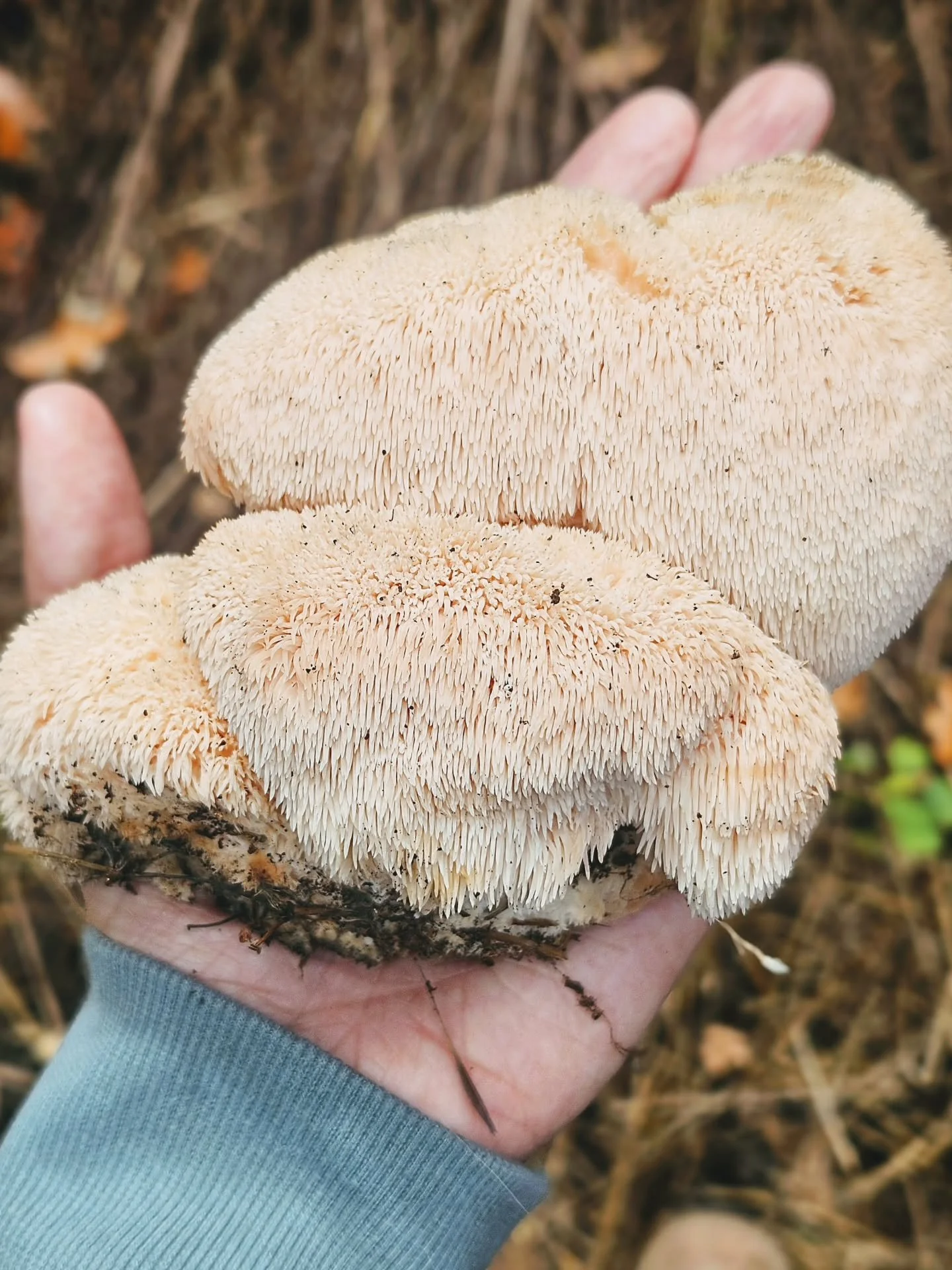 Harvest day! Did you guess what mushroom it is? It's... LION'S MANE 🦁 

Lion's mane mushroom is mainly used to support brain health, improve memory, and reduce mild stress or anxiety!

#lionsmane #mushrooms #mushroomhunting
#portlandoregon #foraging