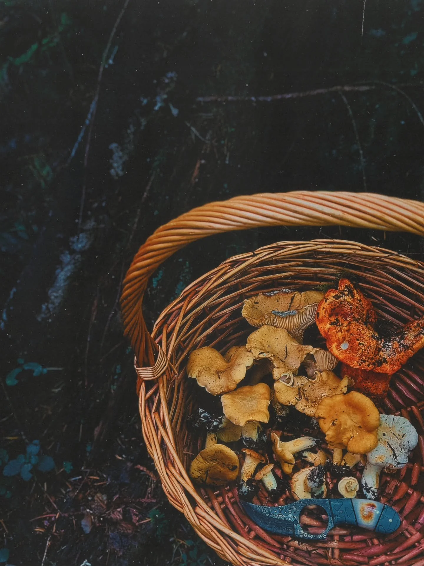 Here are the November foraging dates! 

Wednesday, November 4th
Wednesday, November 11th
Saturday, November 14th 
Wednesday, November 18th
Sunday, November 22nd
Sunday, November 29th

Sign up today before classes are full! 

#portlandoregon #mushroom