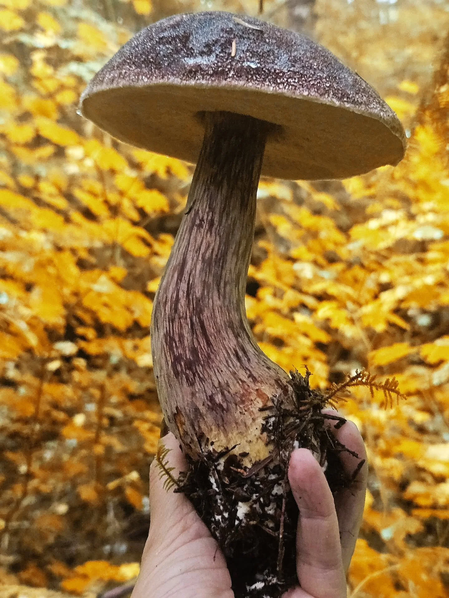 Fall rains bring variety! Book a tour today to forage your own bounty!

#mushrooms #portlandoregon #foraging #chanterelles #admirable