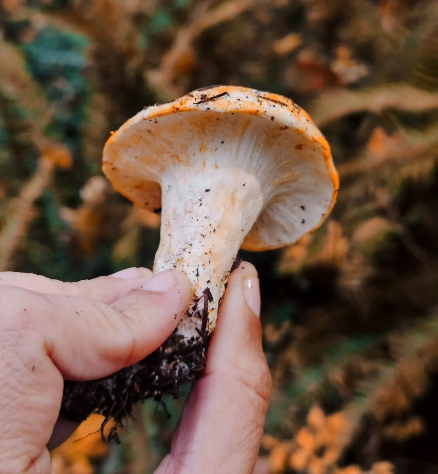 The most precious little Lobster (Hypomyces lactifluorum) mushroom! 🦞 

#mushrooms #mushroomhunting #foraging #portlandoregon #edible