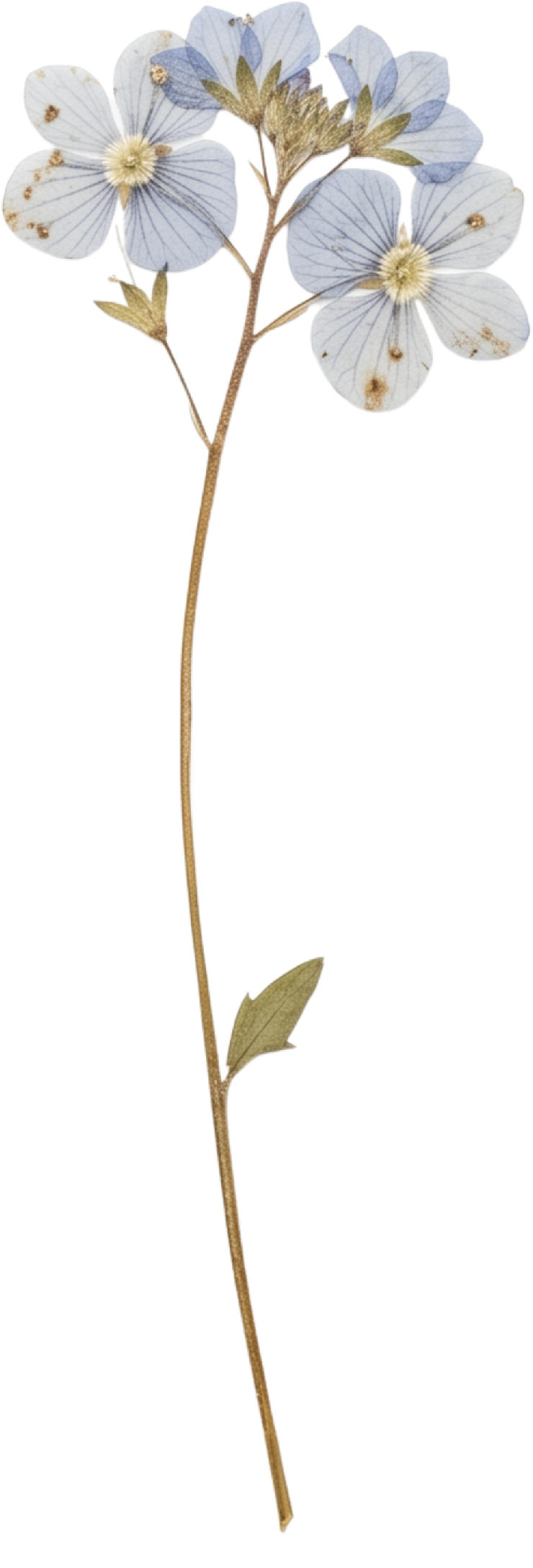 Close-up of a dried blue flower, a brand asset for Tennessee floral design artist.