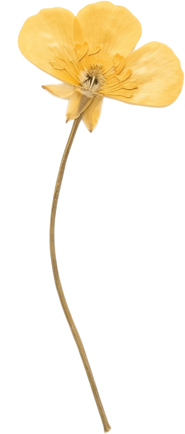 Yellow pressed flower with three large petals and a tall, thin stem. A brand asset for Tennessee floral bar.