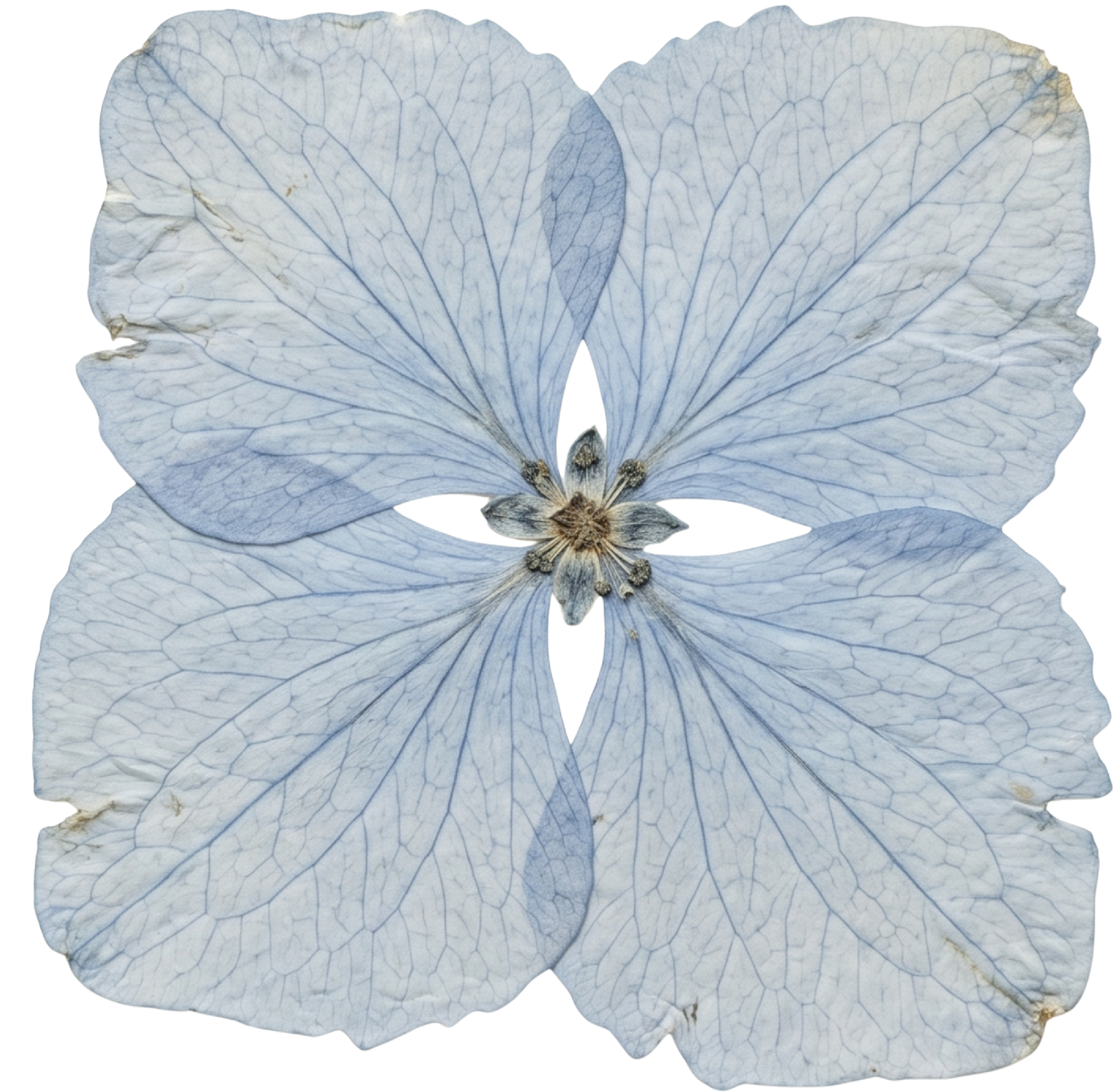 A blue pressed flower, a brand asset for Tennessee unique floral design artist