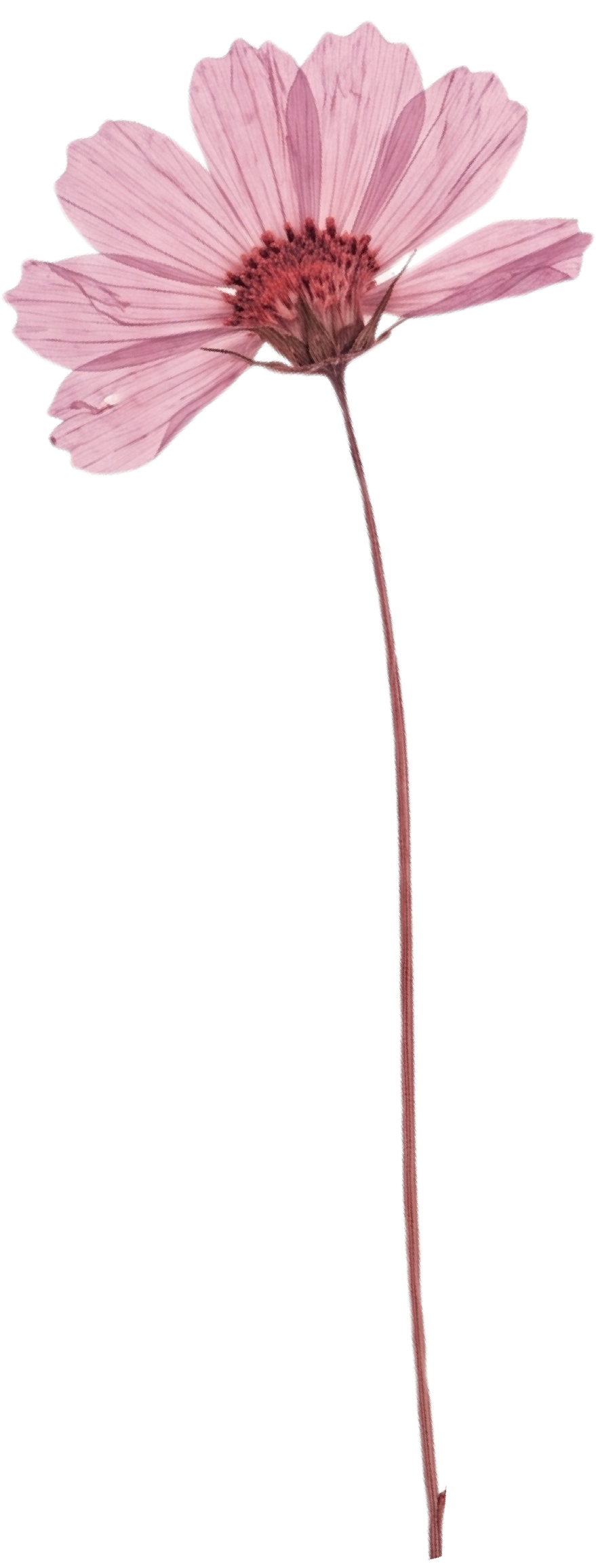 Pink pressed flower with a long stem and large petals, a brand asset for Tennessee florist for events