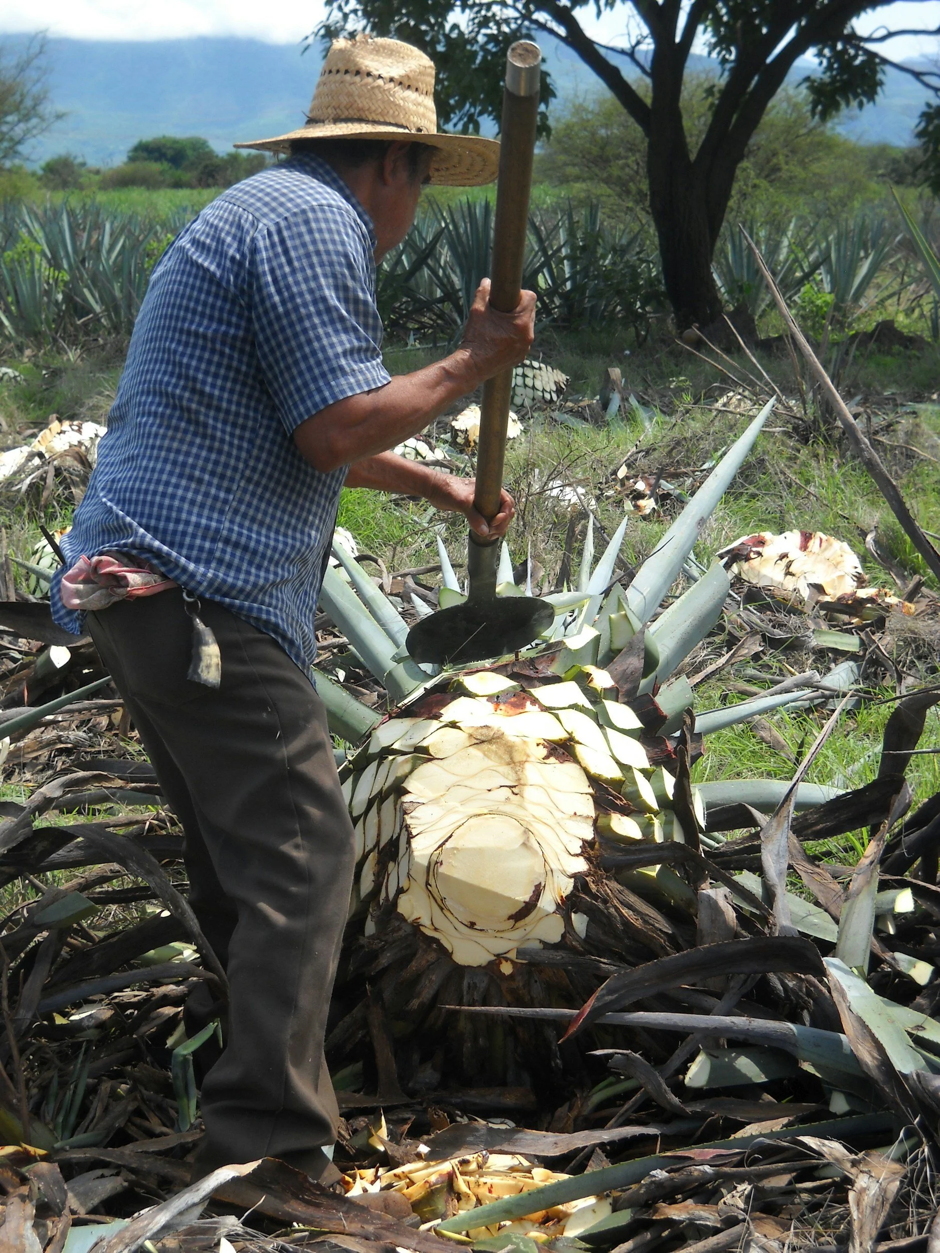 A person wearing a straw hat and plaid shirt is harvesting a large pineapple plant in a field, with mountains and trees in the background.