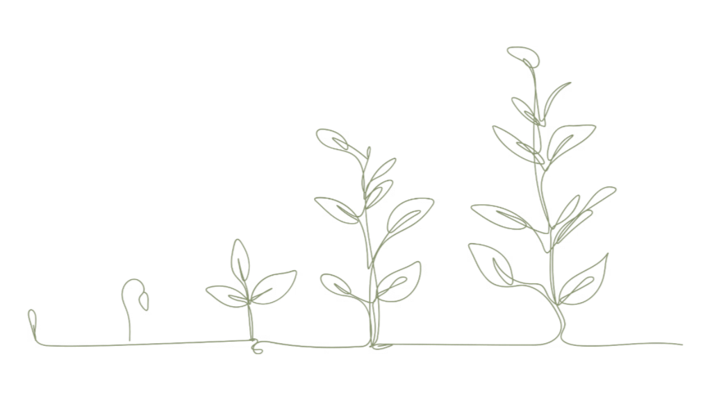 Line drawing of plant growth stages from seedling to mature plant with multiple leaves.