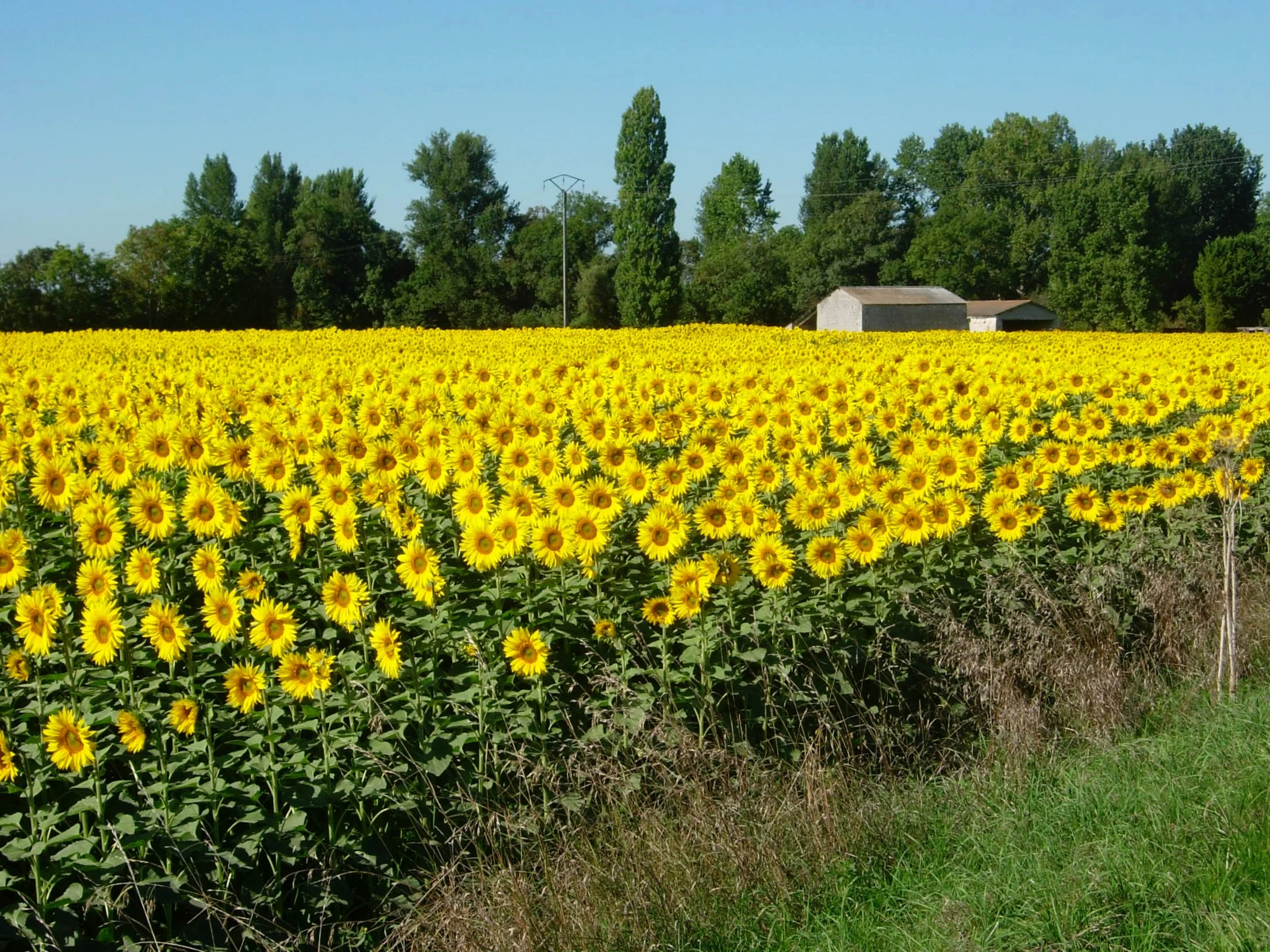 sunflower field