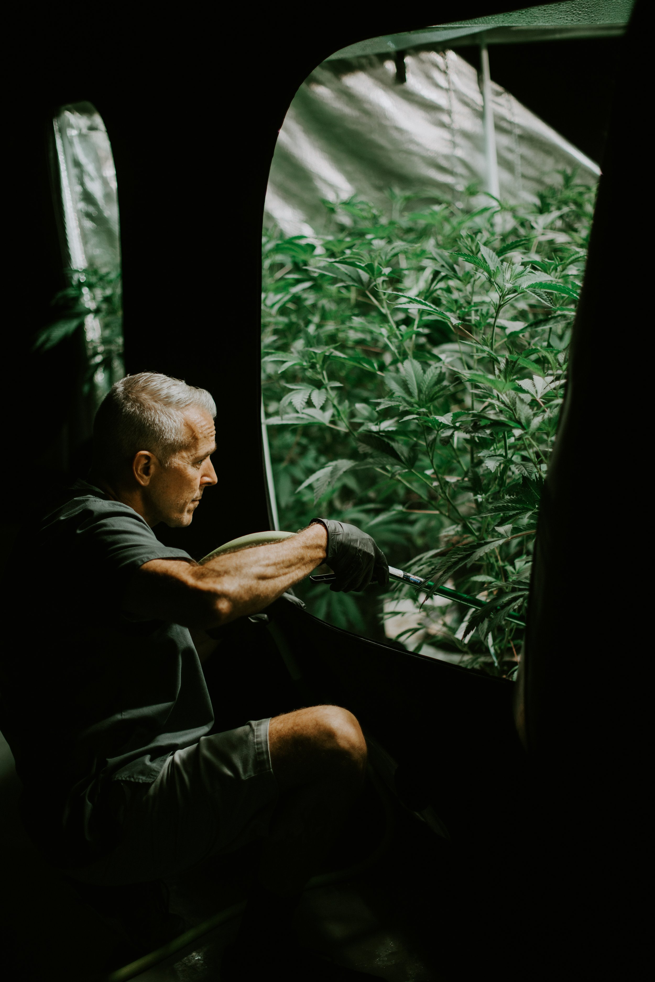 Lead Veg Department Grower, Atomik Cannabis