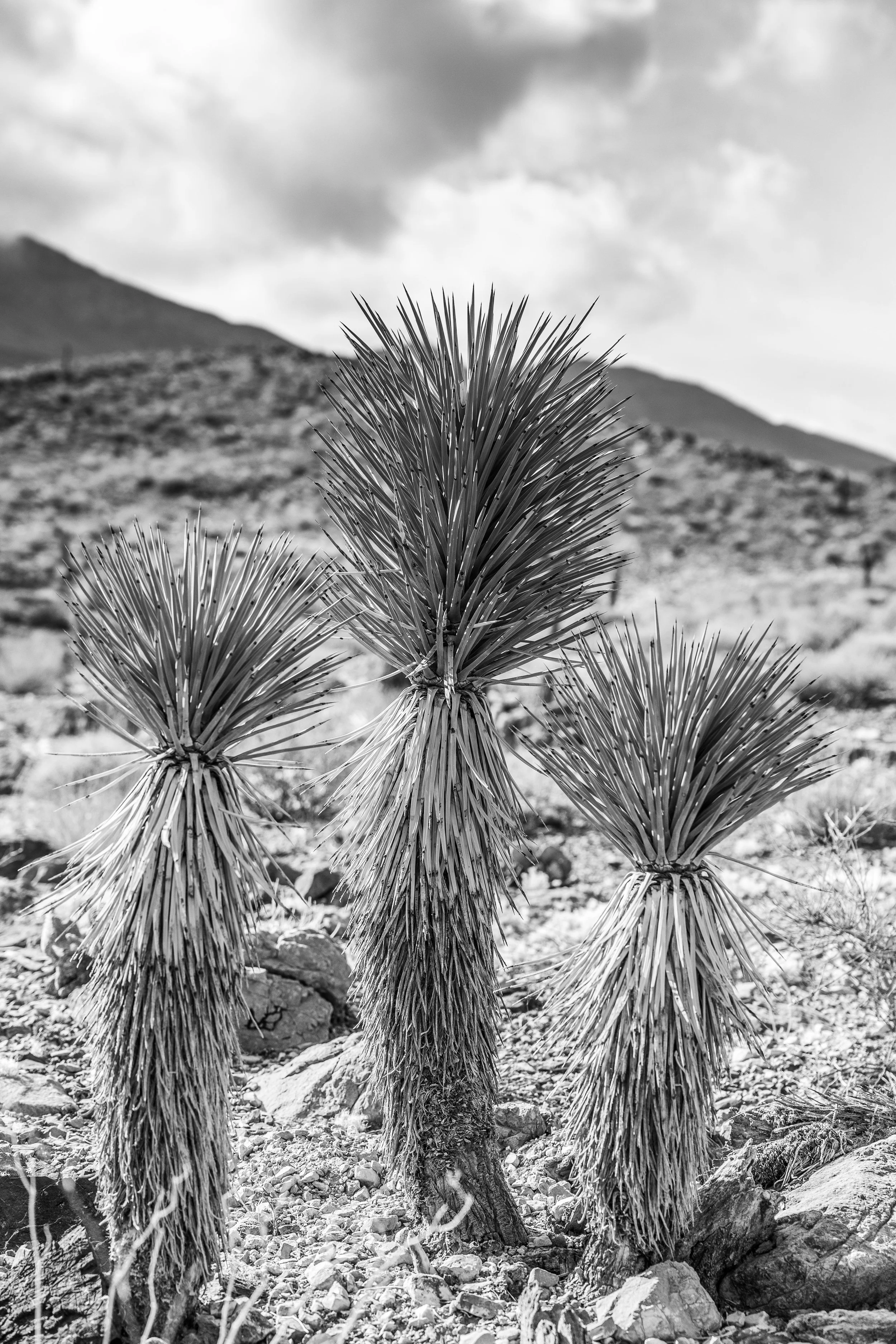 Cacti Bundles in desert landscape