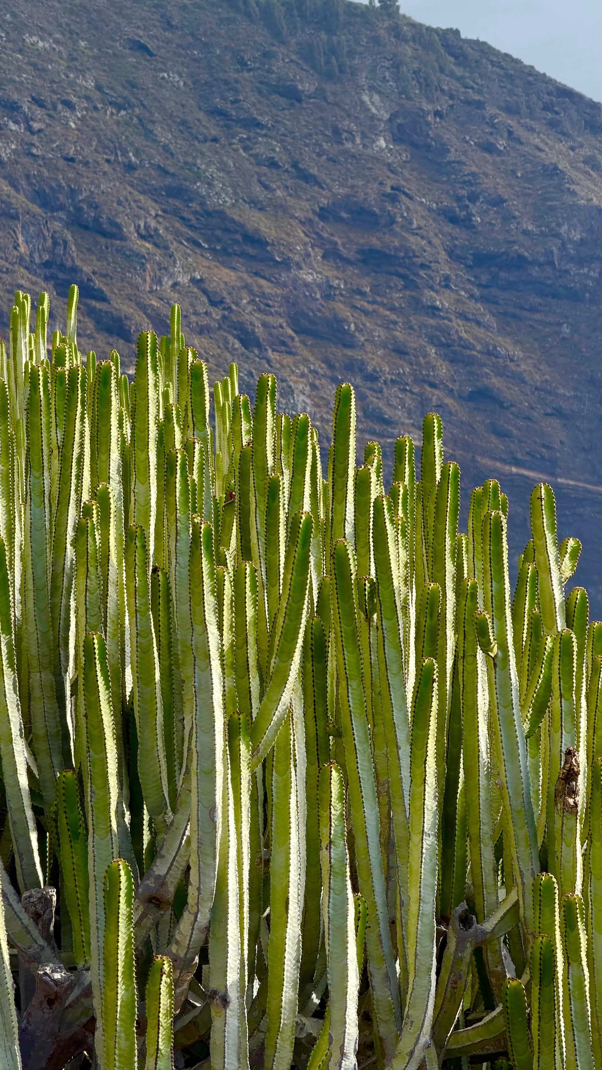 A group of cacti in front of a mountain side