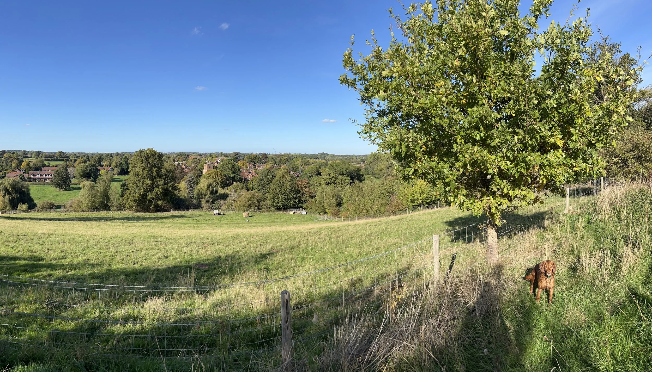 A scenic rural landscape with green fields, a large tree, and a small dog lying on the grass near a fence. In the background, there is a village with houses and trees under a clear blue sky.