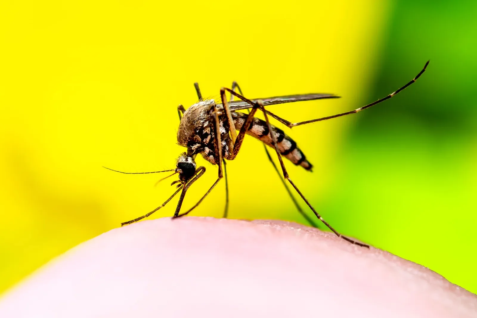 Climate Change Is Fueling the Spread of Deadly Tropical Diseases