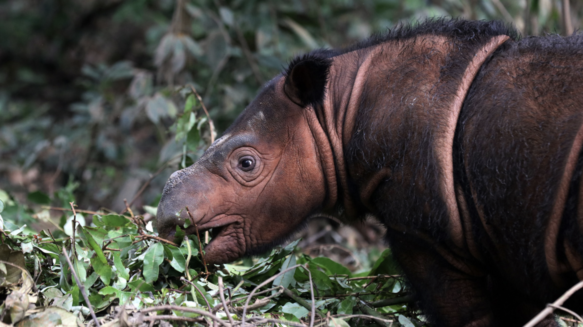 For two rhino species on brink of extinction, it’s collaboration vs. stonewalling